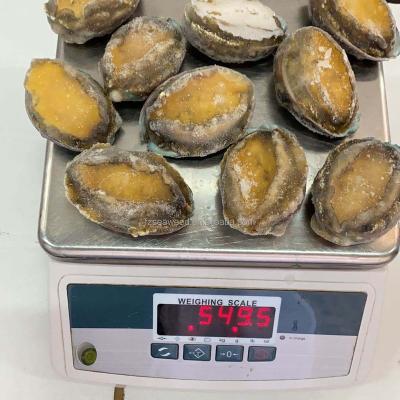 China New Abalone Natural Healthy Wholesale Nutrition Cooking High Quality Abalone for sale