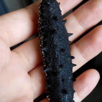 China Organic sea cucumber for sale for sale