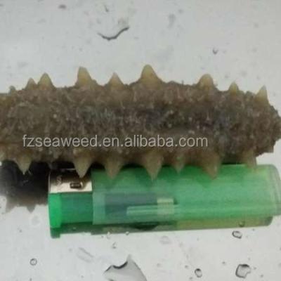 China Organic Fresh Sea Cucumber Cleaned Frozen for sale