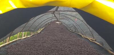 China HDPE Mesh Netting Coffee Beans Drying Material for sale