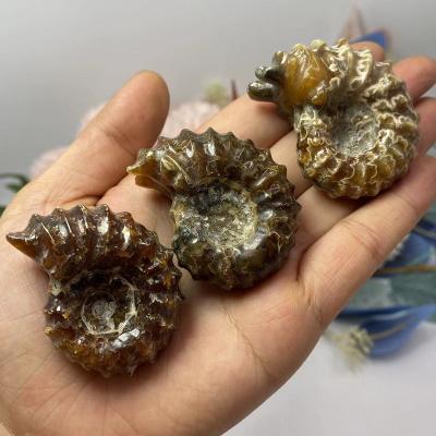 China China Wholesale Snail Conch Ammonite Fossil Natural Ammonite Fossil for sale