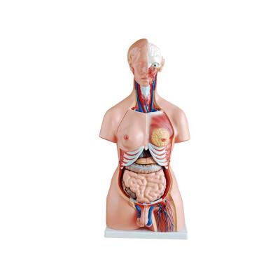 China School LTM204 85CM 23 Parts Teaching Human Anatomical Unisex Model Torso for sale