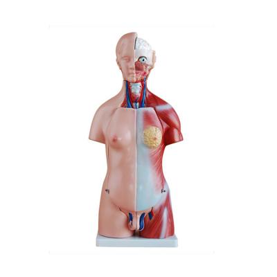 China School LTM205 45CM 23 Parts Unisex Torso Model Human Anatomy for sale