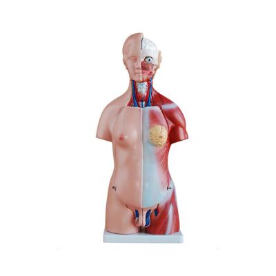 China School LTM205 Topsale Medical 45CM 23 Parts Mannequin Unisex Torso Model Human Anatomy For Teaching for sale