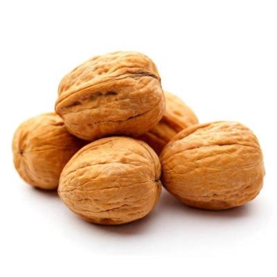 China Snack factory sale inshell susceptible walnut 185 walnut kernels for sale