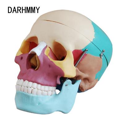 China DARHMMY Human Life Size Skull With Colored Bones School Medical Teaching Training BOU/104C for sale