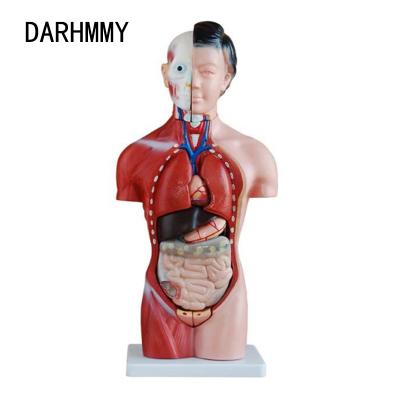 China DARHMMY Female Torso 15 Pieces PVC Human Body Model Teaching 42CM Medical Science Vivid Anatomy BOU Teaching Model /202B for sale