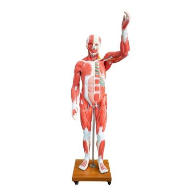 China DARHMMY 29 PARTS LIFE SIZE HUMAN MUSCLE MODEL, HUMAN ANATOMY MODEL BOU /339 for sale