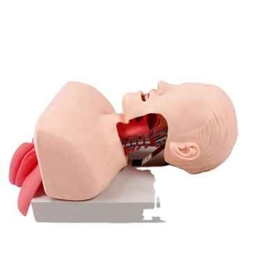 China Intubation Training Model Endotracheal Intubation Model Advanced Human Tracheal Tracheal Training Model BOU /J50 for sale