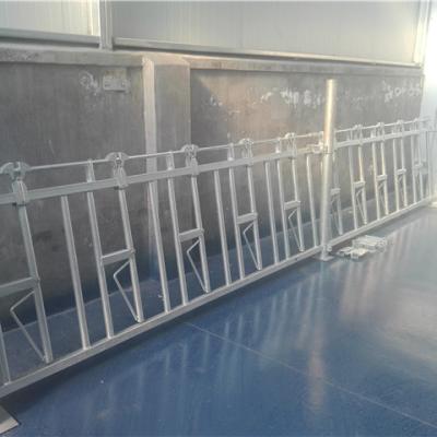 China Cow Feeding Locks Wholesale Cattle Cow Feeding Panel Automatic Locking Farm Equipment Cow on Sale for sale