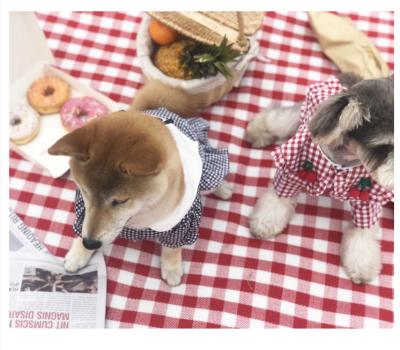 China Viable Pet Clothes Teddy Bichon Schnauzer Slim Breathable Dog Plaid Shirt Summer T-shirt Corgi Pet Clothing for sale