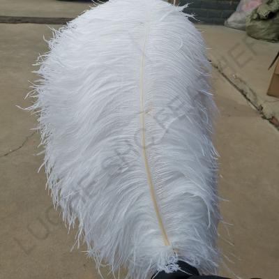 China Hot sale party/wedding/sale pole ostrich wing colorful feather 70-75cm carnival decoration/gray big for party wedding stage dresses stage decoration for sale