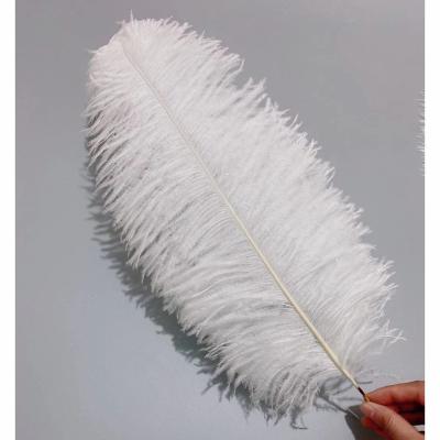 China Hot sale party/wedding/colorful ostrich feather 45-50cm carnival/grament decoration for party wedding stage dresses decoration for sale