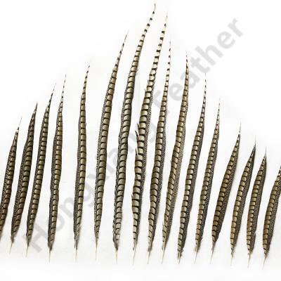 China Natural Lady Amherst Pheasant Tail of party/wedding/hot selling carnival decoration/grament feather for carnival decoration for sale