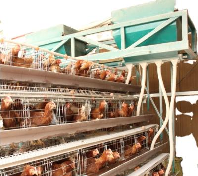 China Automatic Control Animal Cages For Chicken / Quail Cages /chicken Layer Cage Poultry Farms for sale