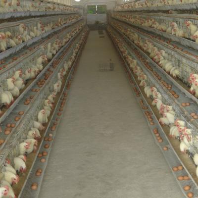 China New Design Layer Chicken Cages China Chicken Farm Cheap Chicken Cages for sale