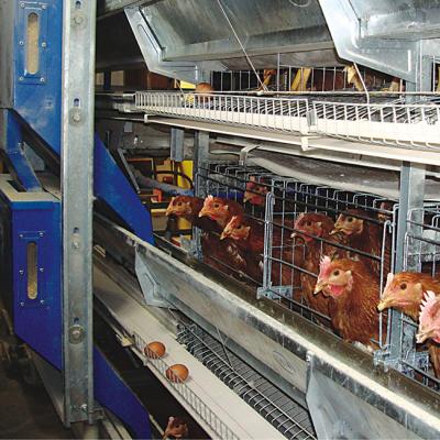 China Full Automatic Equipment Hot Dipped Galvanized Material H Type Layer Chicken Cage With Full Automatic Feed And Egg Collection System For Sale for sale