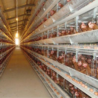 China Fully Automatic Multi Layer Chicken Cage Farms Durable Tiers H Type For Laying Hens for sale