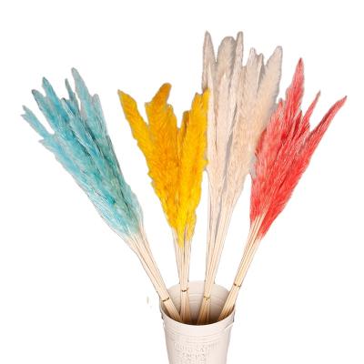 China Fashion Factory Supply Natural Dry Pampas Grass Natural Dry Reed Bouquets Home Decoration Reed Bouquets for sale