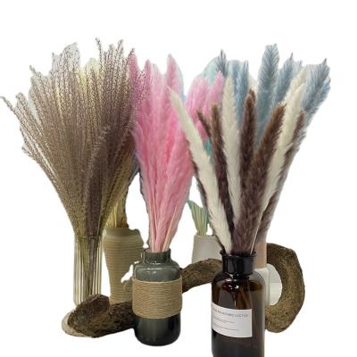 China Fashion Home Living Room Wedding Holiday Party Decoration Dried Flowers Multicolor Pampas Grass for sale