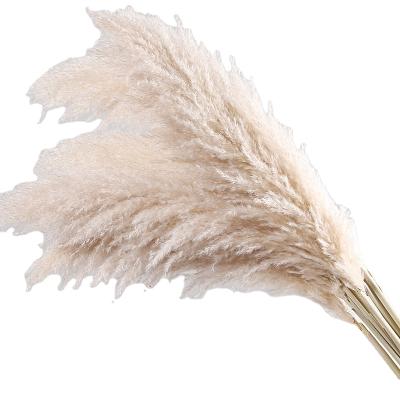 China Fashion Primary Color Flower Spike Floor Decoration Home Decoration Dry Beige Pampas Grass Large Large for sale