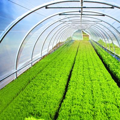 China Vegetable Fruits Flowers Strawberry Easy Install Tropical Poly Film Greenhouse Poly Film Tunnel Greenhouse for sale