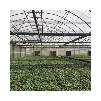 China Commercial Agricultural Tunnel Greenhouse Polyethylene Film Greenhouse Hot-dipped Galvanized Steel Sale for sale