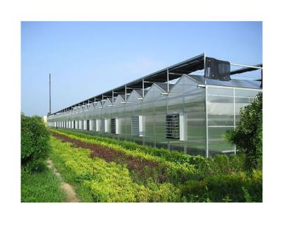 China Hot-dipped galvanized steel high quality multi span venlo type polycarbonate greenhouse for medical planting for sale