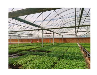 China Hot-dipped galvanized steel multi span tunnel greenhouse ventilation multi-tunnel sawtooth linked plastic sheet top greenhouse for sale