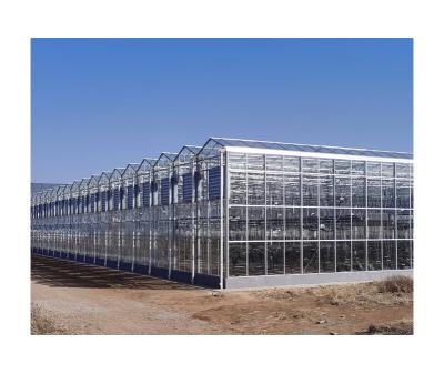 China Hot-dipped Galvanized Large Venlo Type Steel Glass Multi Span China Greenhouse Agricultural For Seed Growing for sale