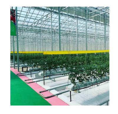 China China Venlo Hot-dipped Galvanized Steel Greenhouse Glass Building Glass Greenhouse Manufacturer With Hydroponic System for sale