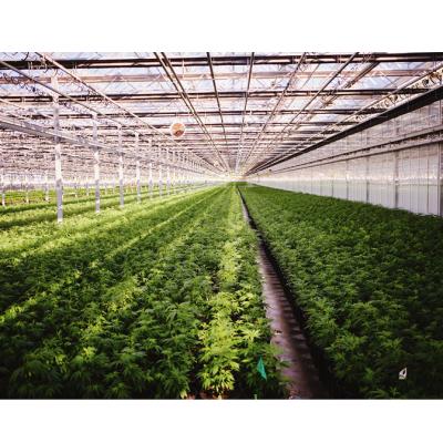 China Hot-dipped Galvanized Steel Sustainable Agriculture For Growing Multi Type Hemp Span Venlo Glass Greenhouse for sale