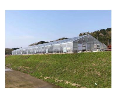 China Hot-dipped Galvanized Steel Single Span PC Panel Agricultural Greenhouse Cheapest Hot Selling Mappower Polycarbonate Agricultural Greenhouse for sale