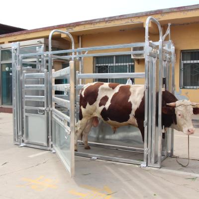 China Easily Assembled XMI Australian Standard Galvanized Cattle Crush Cattle Yard Cattle Yard for sale