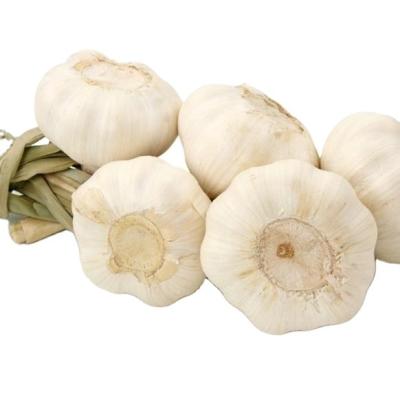 China 2020 Cheap Price Fresh New Cultured Chinese Garlic Fresh Hot Sales for sale