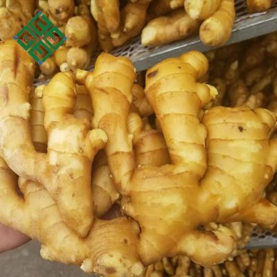 China Fresh black ginger price /fresh ginger 10kg/ctn for sale