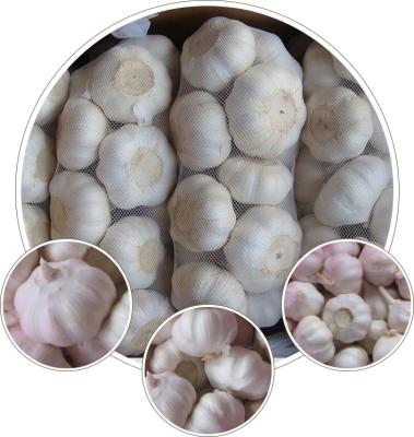 China fresh fresh garlic for sale