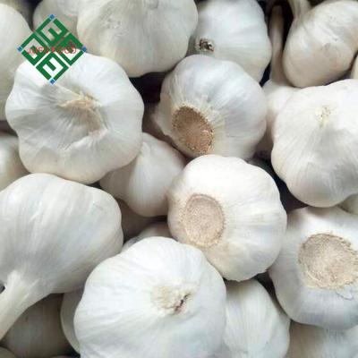 China fresh normal white fresh garlic for sale