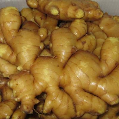 China China Fresh Fresh Ginger Wholesale Supplier for sale