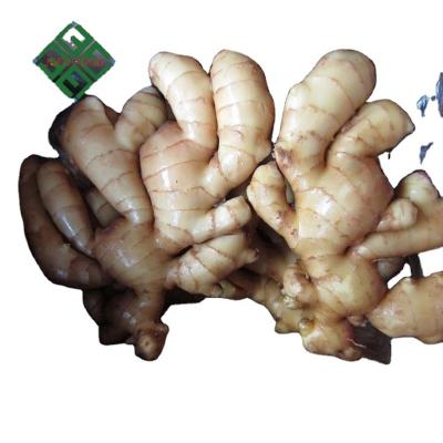 China New Arrival Fresh Ginger Fresh And Air Dried Ginger Culture New From China Wholesale Exporters With Ginger Root Market Price for sale