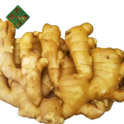 China Low price and top quality fresh hot chinese fresh ginger sales air dried ginger for sale