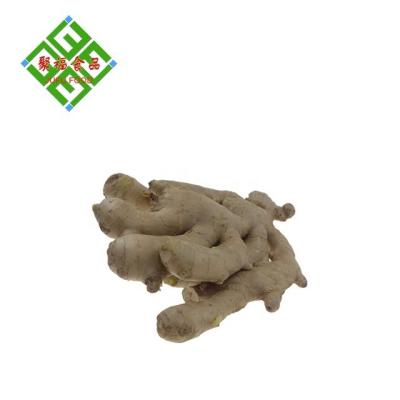 China Fresh dry ginger for sale