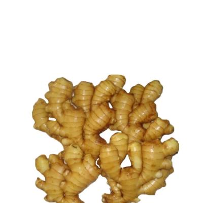 China Good Fresh Chinese Ginger Supplier for sale