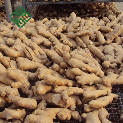 China Great Ginger Fresh Dry Ginger Delicious Ginger Ginger for sale