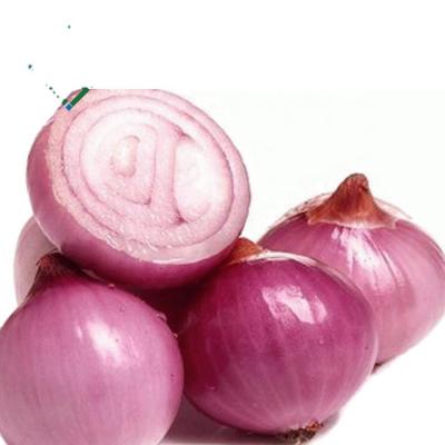 China Onion 2022 Chinese Origin Onion Yellow And Color Fresh Price Newcomer Solo Onion for sale