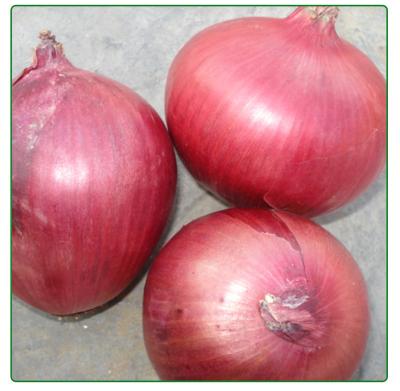 China Chinese original fresh cheap onion wholesale fresh onion for sale