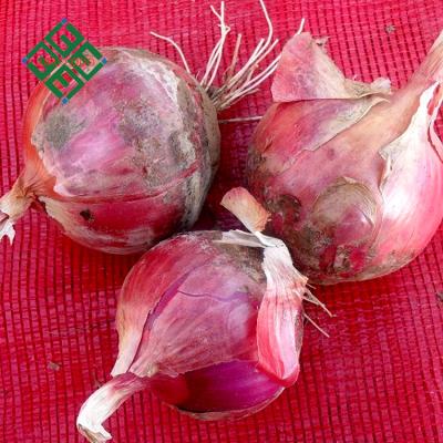 China Small Fresh Fresh Red Onion for sale