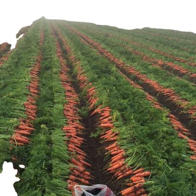 China 2020 Crop Fresh Fresh Carrot Price Chinese Cheap Carrot For Sale for sale