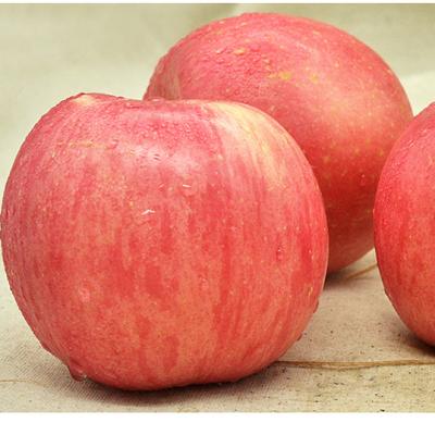 China Fresh Chinese Fresh Fruit Fuji Red Delicious Apples With Competitive Price for sale