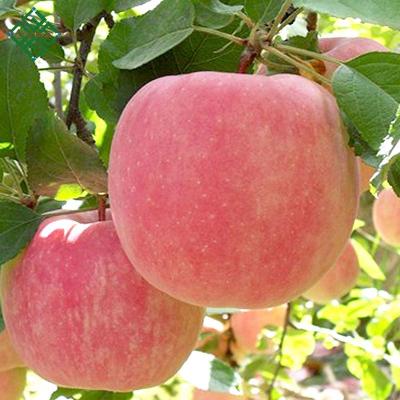 China China Alibaba middle price apple fruit china fresh apple fruit for sale